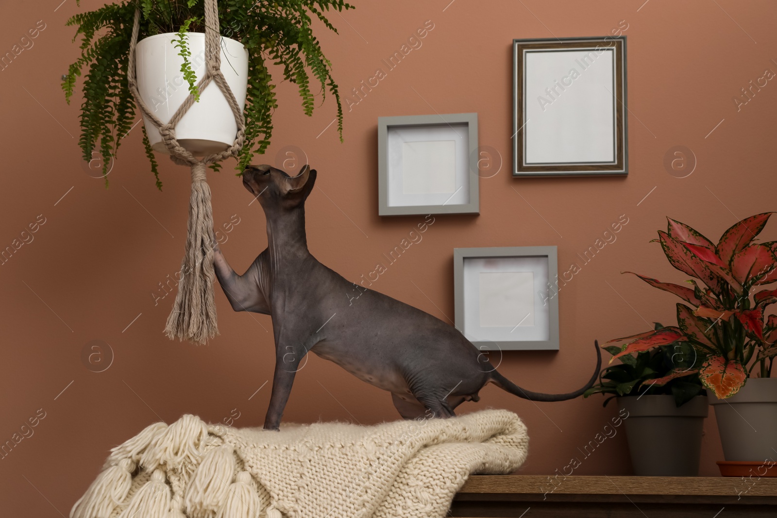 Photo of Curious sphynx cat playing with hanging houseplant at home