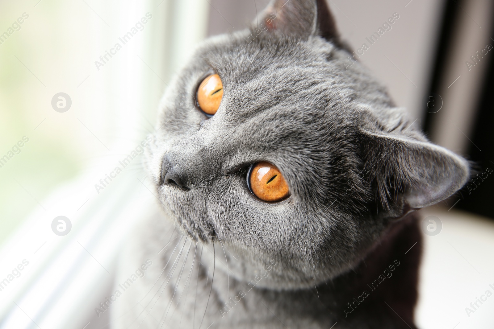 Photo of Beautiful grey British Shorthair cat near window indoors, closeup