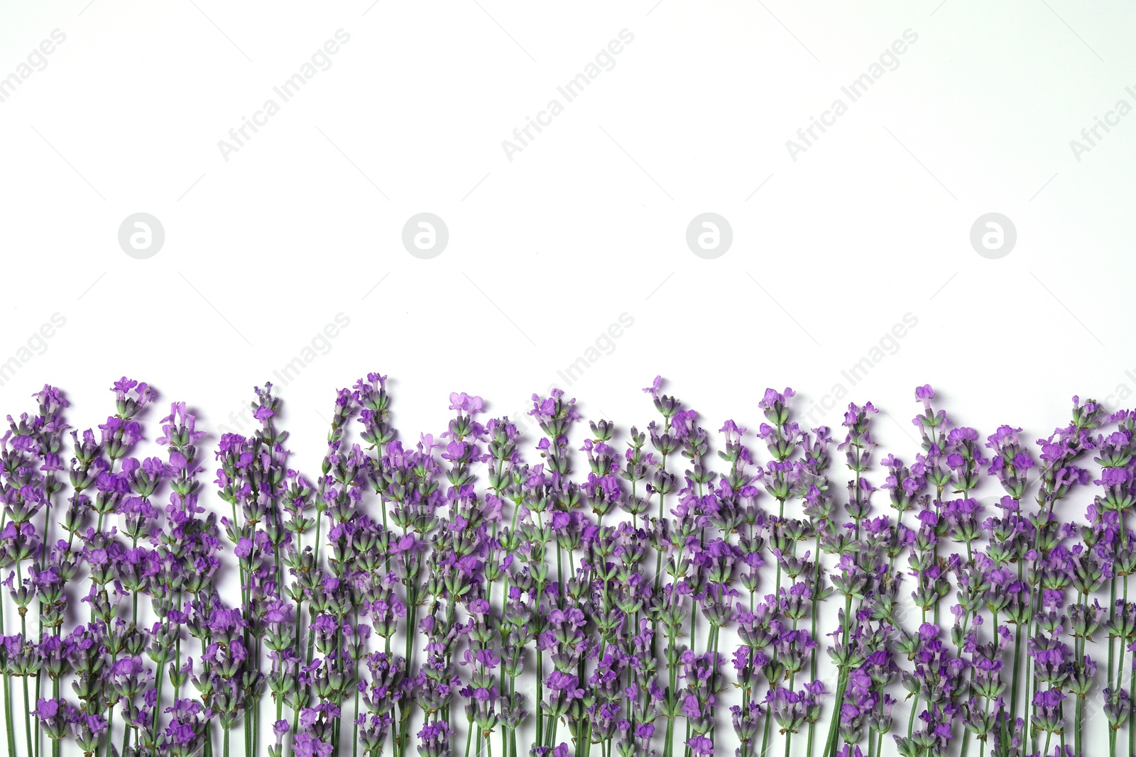 Photo of Beautiful aromatic lavender flowers on white background, flat lay. Space for text