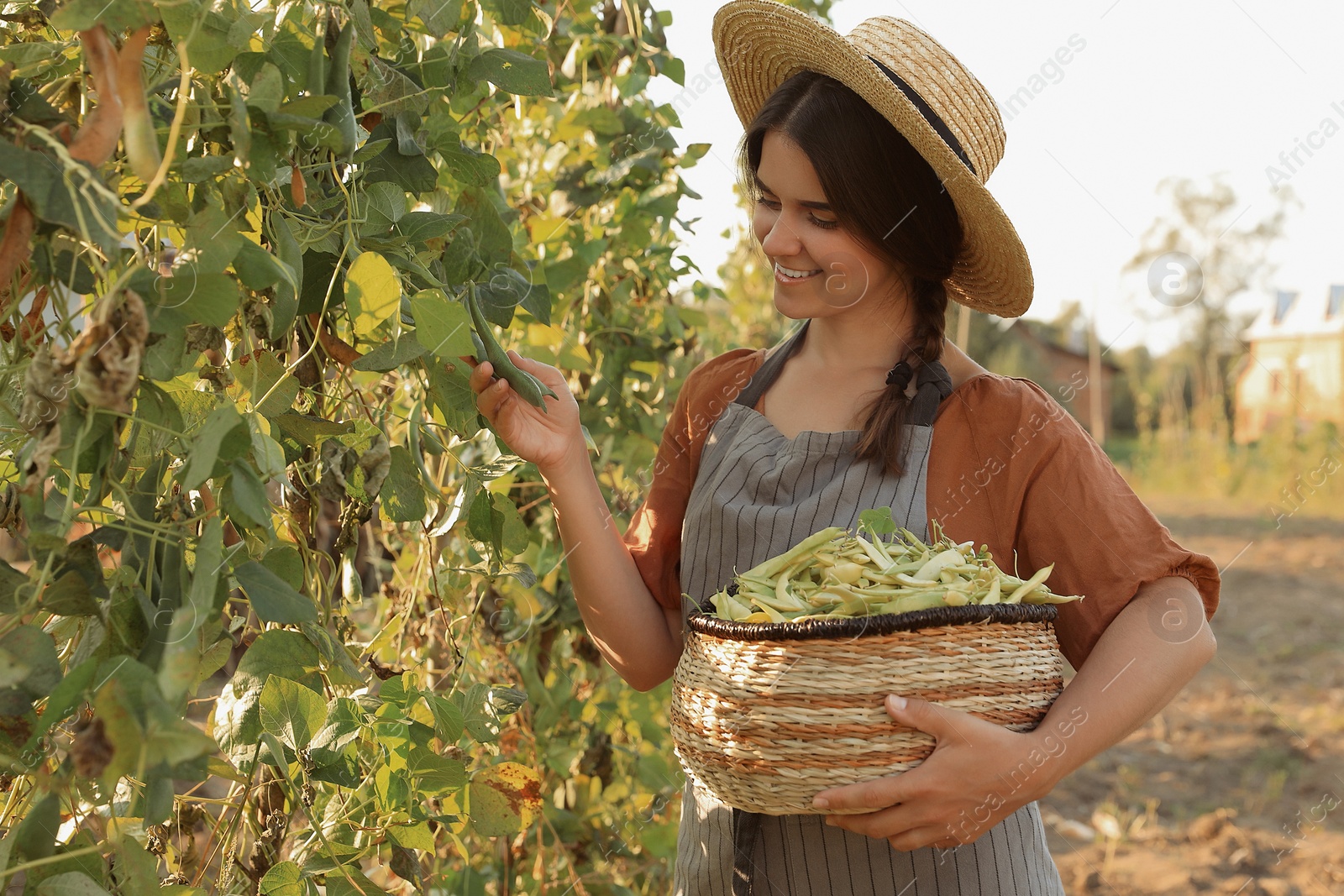 Photo of Young woman harvesting fresh green beans in garden