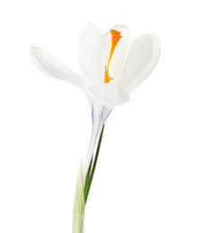 Photo of Beautiful crocus flower isolated on white. Spring season