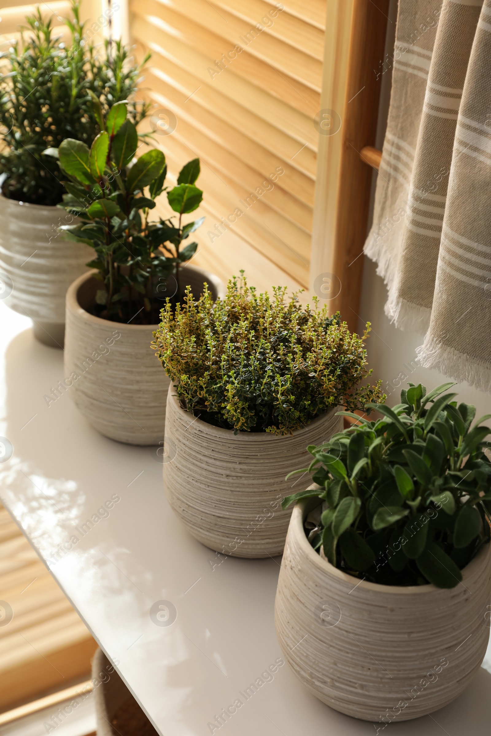 Photo of Different potted herbs on wooden table indoors