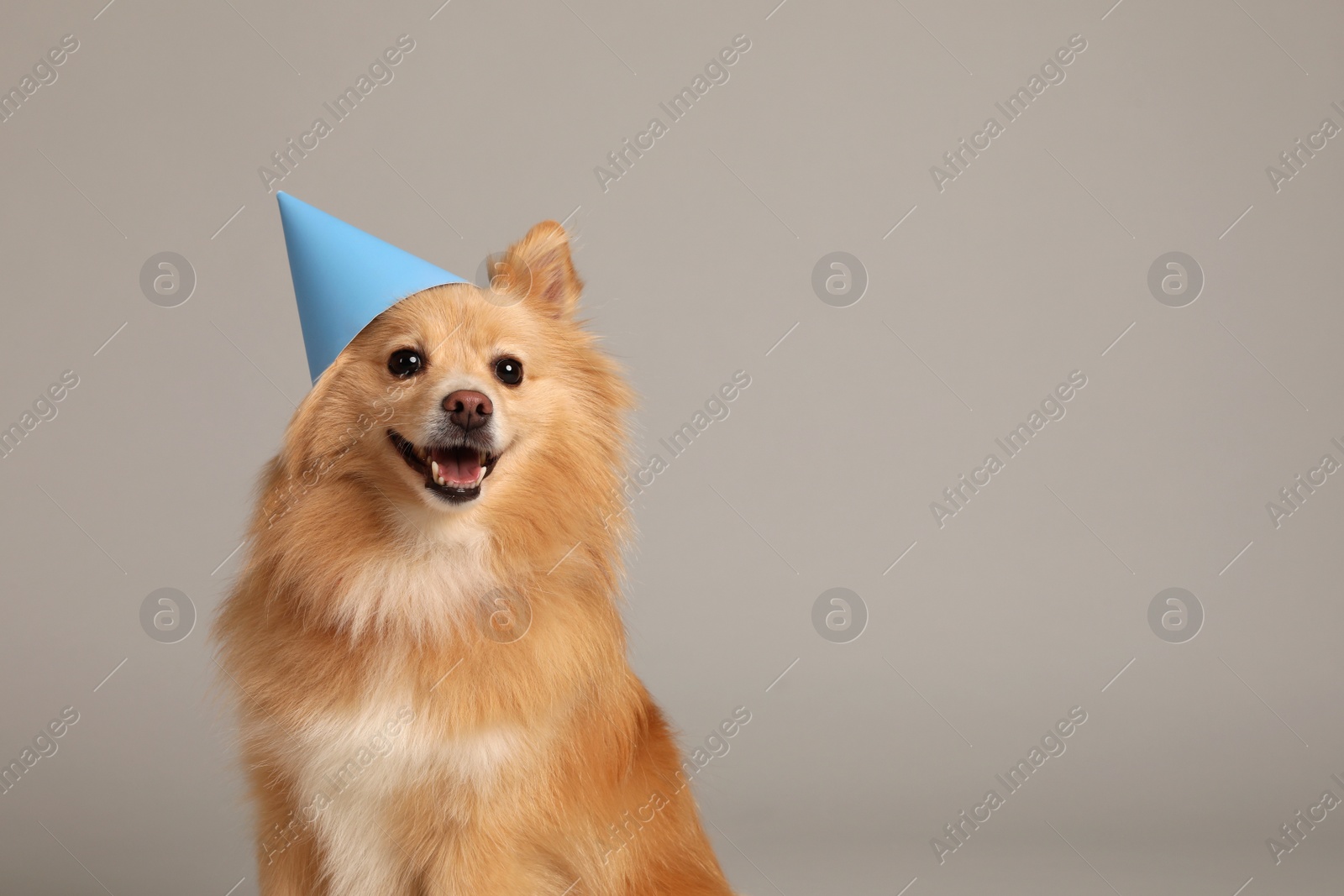 Photo of Cute dog with party hat on light grey background, space for text. Birthday celebration