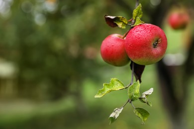 Photo of Delicious ripe red apples on tree in garden, space for text