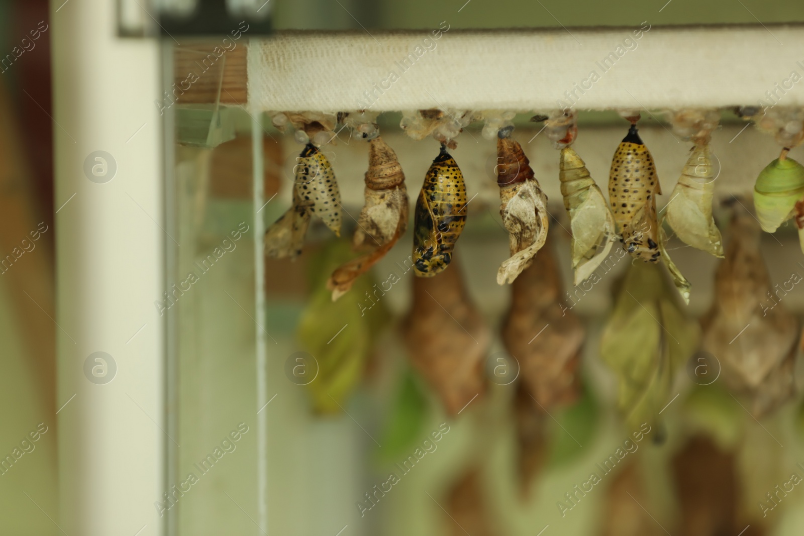 Photo of Many different pupaes at butterfly house, closeup