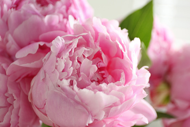 Closeup view of beautiful fresh pink peonies