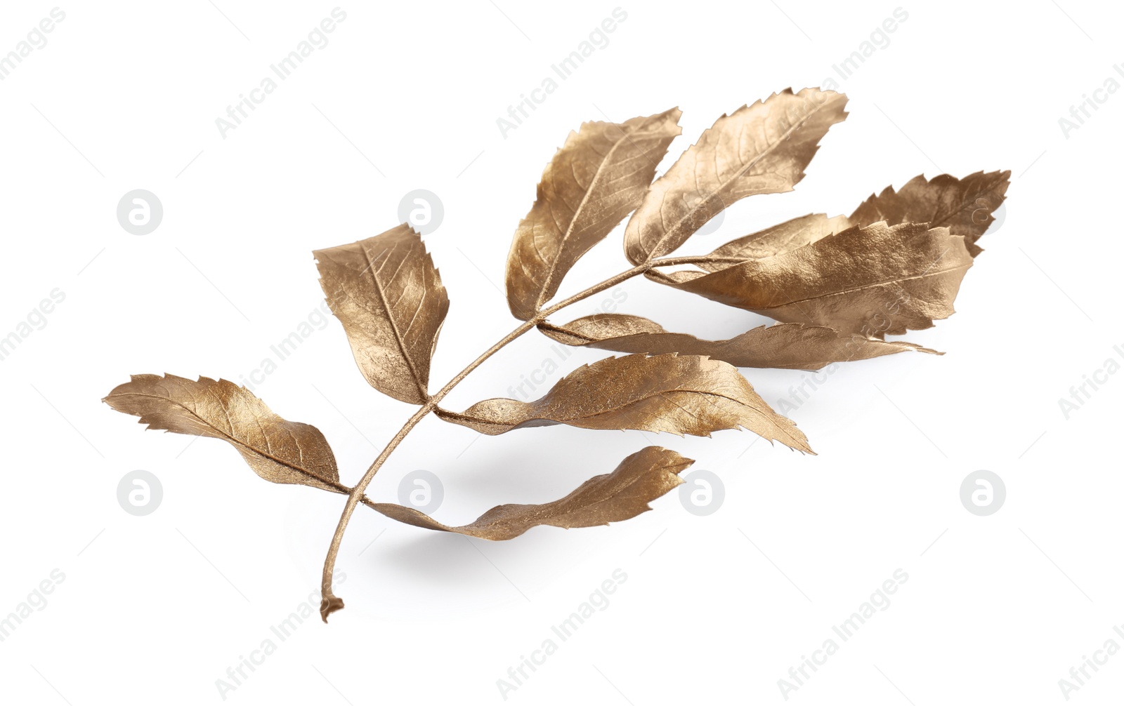 Photo of Twig of golden rowan leaves isolated on white. Autumn season