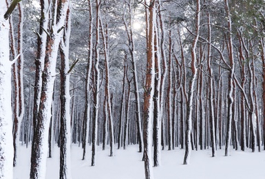 Photo of Picturesque view of beautiful forest covered with snow