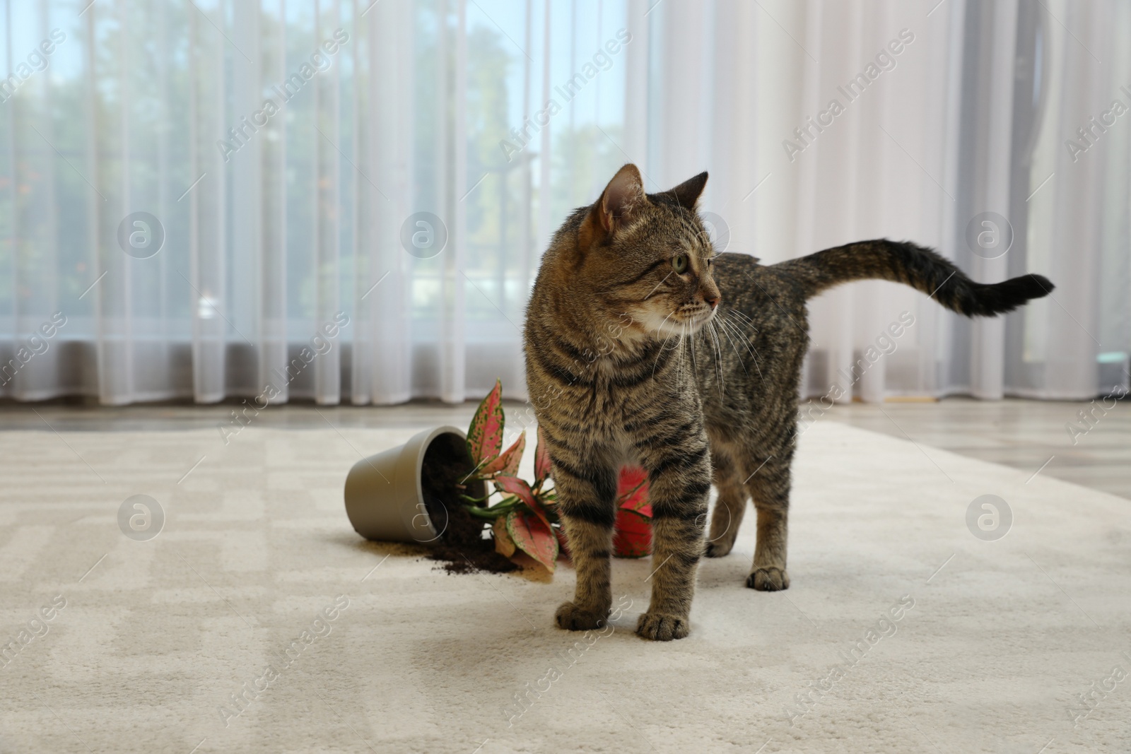 Photo of Mischievous cat near overturned houseplant on carpet indoors