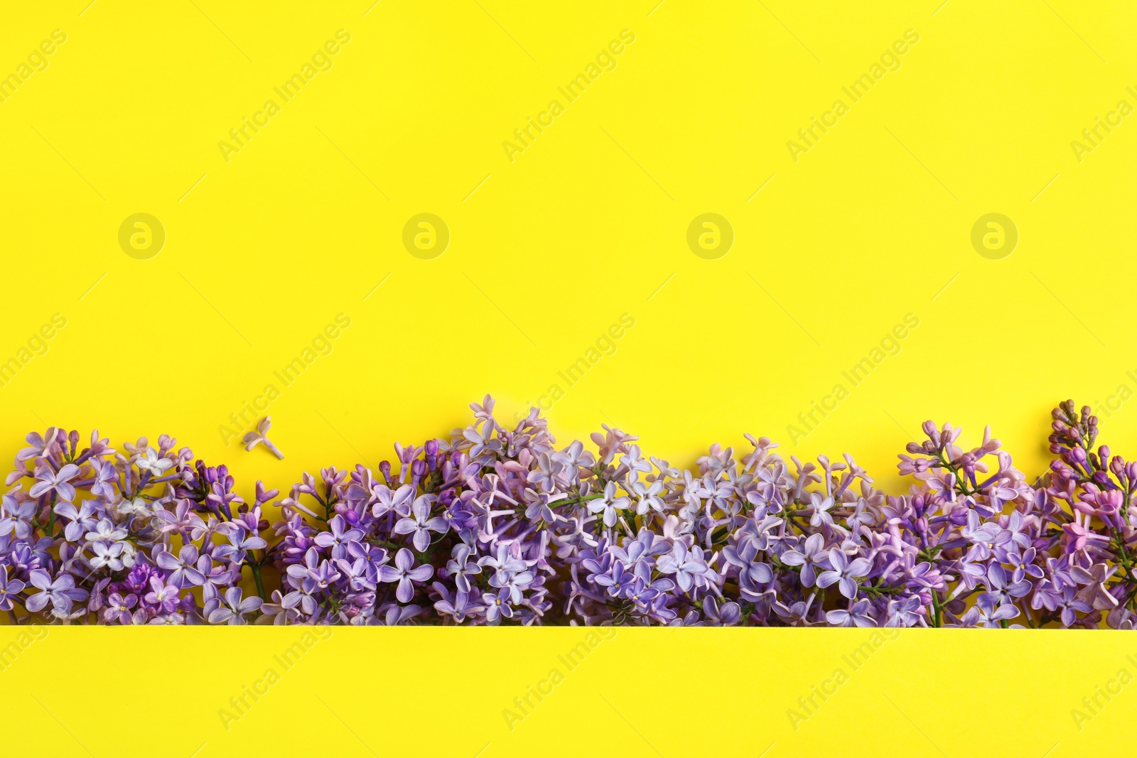Photo of Blossoming lilac flowers on color background, flat lay. Space for text