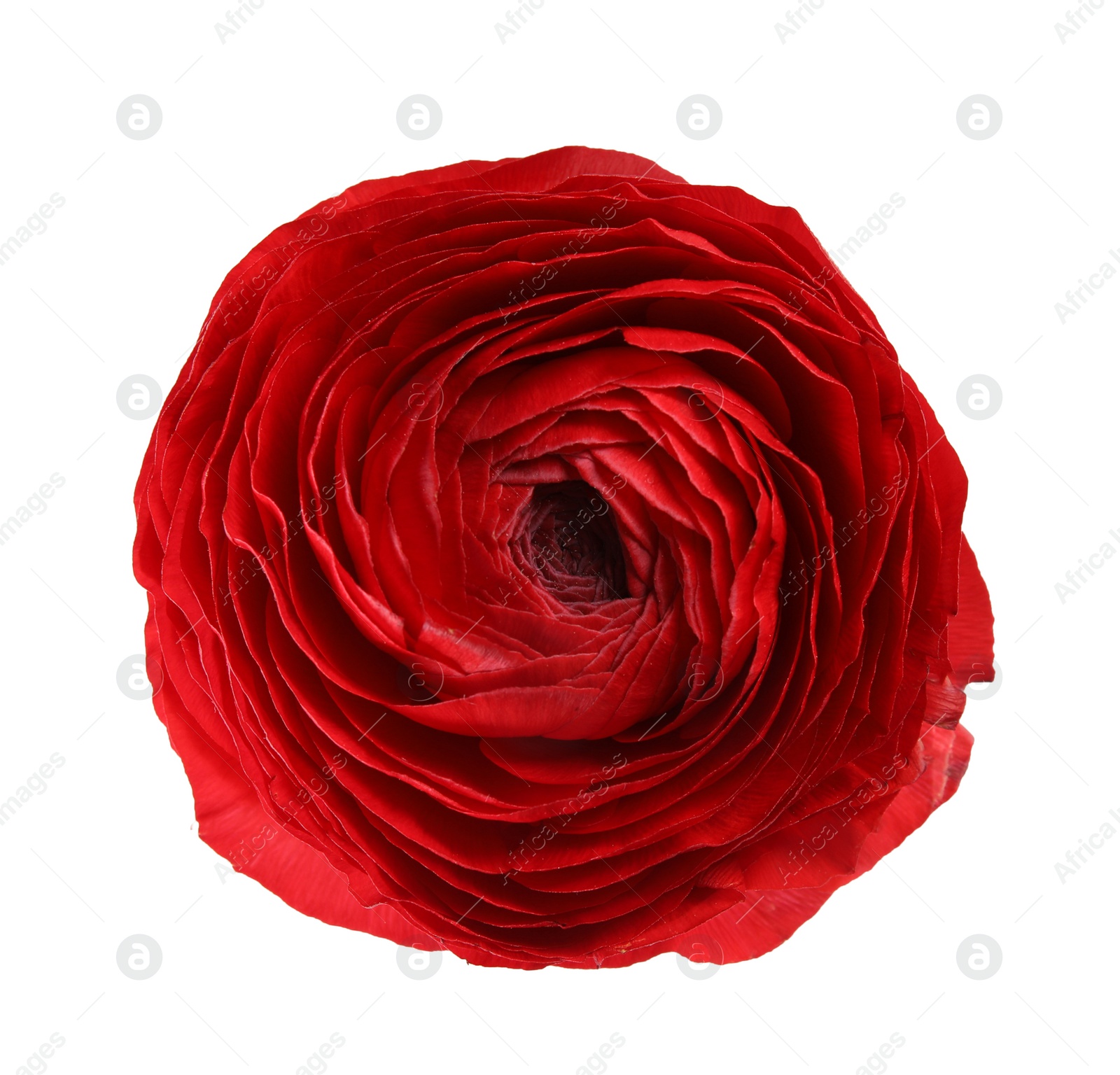 Photo of Beautiful ranunculus flower isolated on white, top view