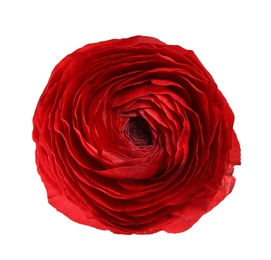 Photo of Beautiful ranunculus flower isolated on white, top view