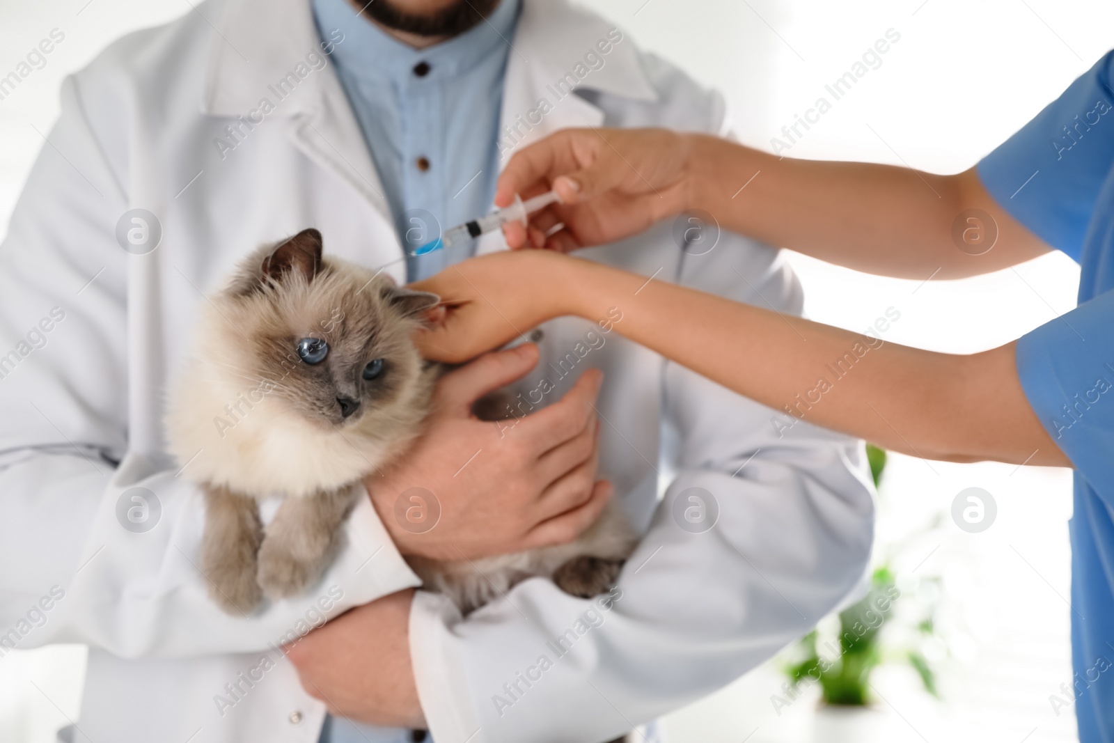 Photo of Professional veterinarians vaccinating cat in clinic, closeup