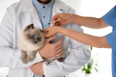 Photo of Professional veterinarians vaccinating cat in clinic, closeup