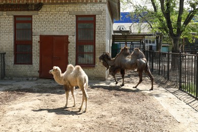 Photo of Cute little camel with mother at zoo on sunny day. Baby animals