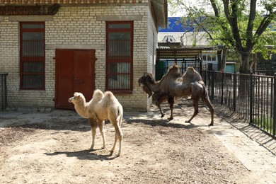 Cute little camel with mother at zoo on sunny day. Baby animals