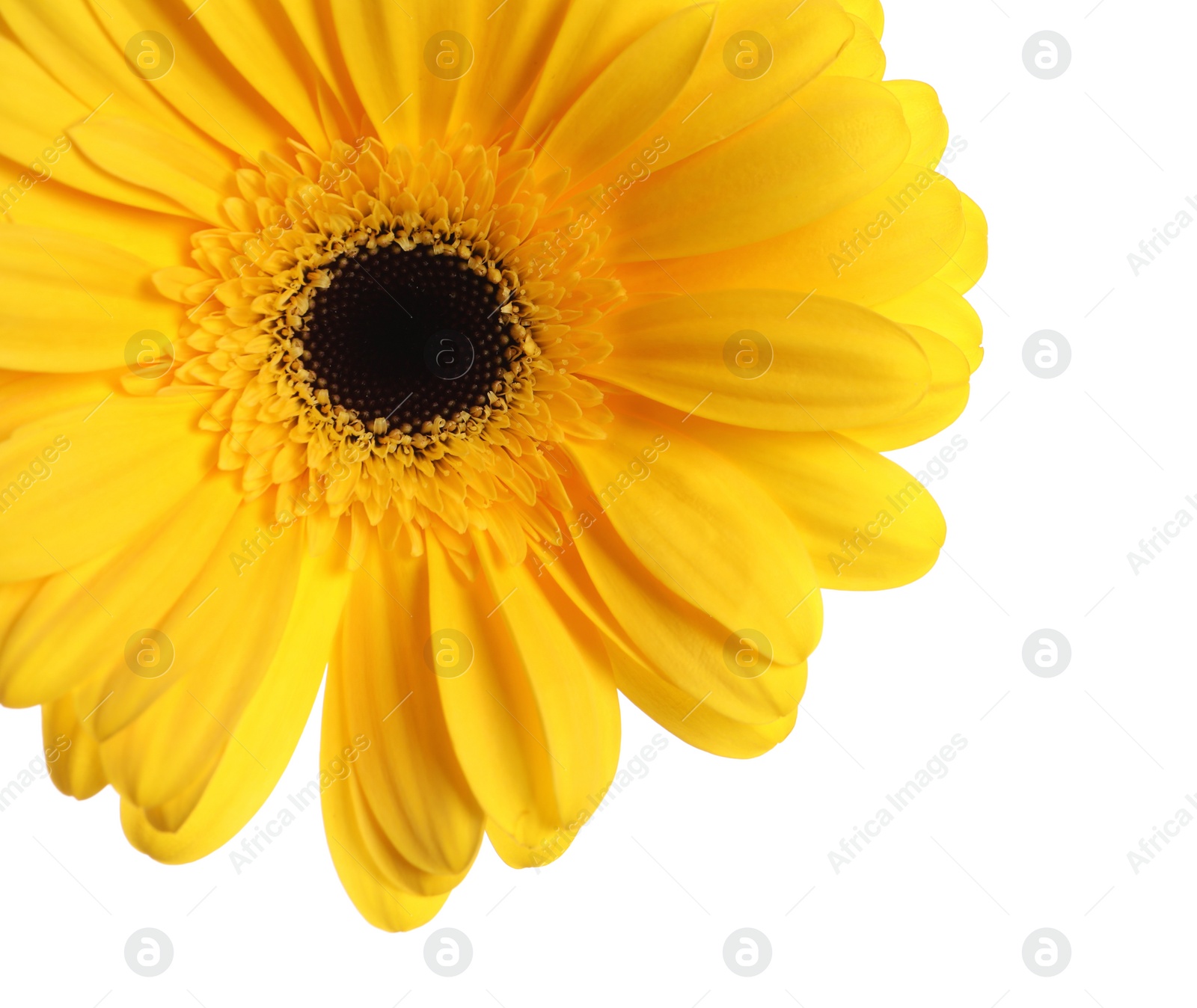 Photo of Beautiful yellow gerbera flower on white background, closeup