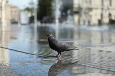 Photo of Beautiful grey dove on wet pavement outdoors