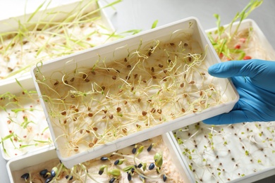 Photo of Scientist holding container with sprouted flax seeds over table, closeup. Laboratory analysis