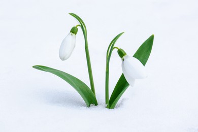 Photo of Beautiful blooming snowdrops growing in snow outdoors. Spring flowers