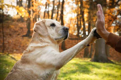 Cute Labrador Retriever dog giving paw to owner in sunny autumn park, closeup