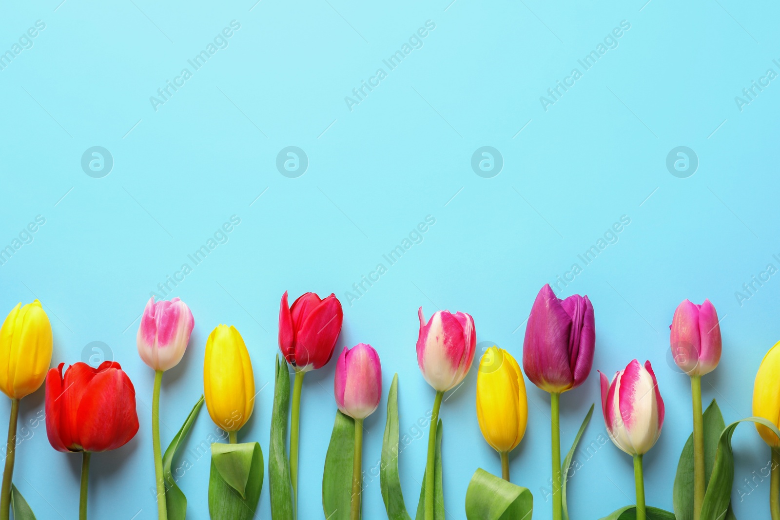 Photo of Beautiful spring tulip flowers on color background, top view. Space for text