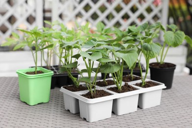 Photo of Vegetable seedlings growing in plastic containers with soil on light gray table