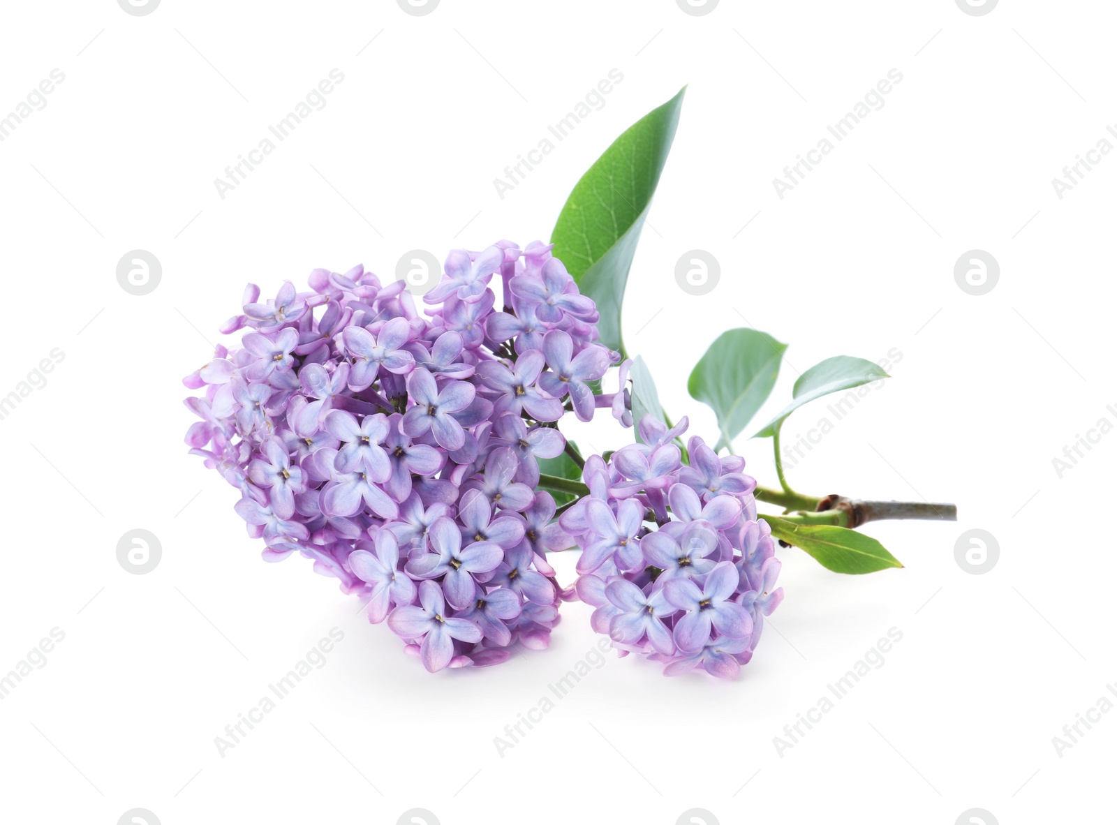 Photo of Beautiful blossoming lilac branch with leaves isolated on white