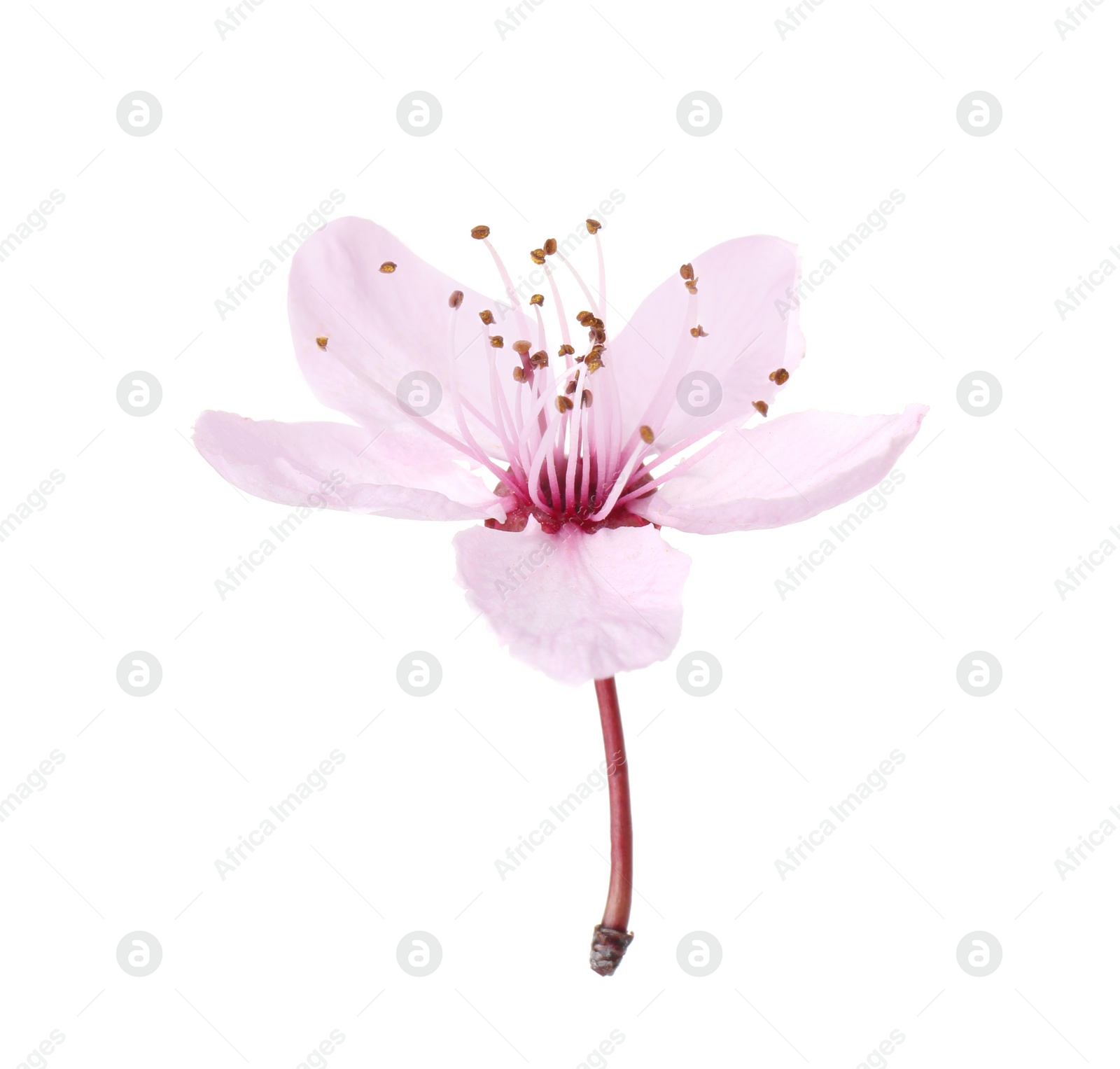 Photo of Beautiful spring tree blossom isolated on white