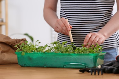 Photo of Woman planting seedlings in plastic container at wooden table indoors, closeup