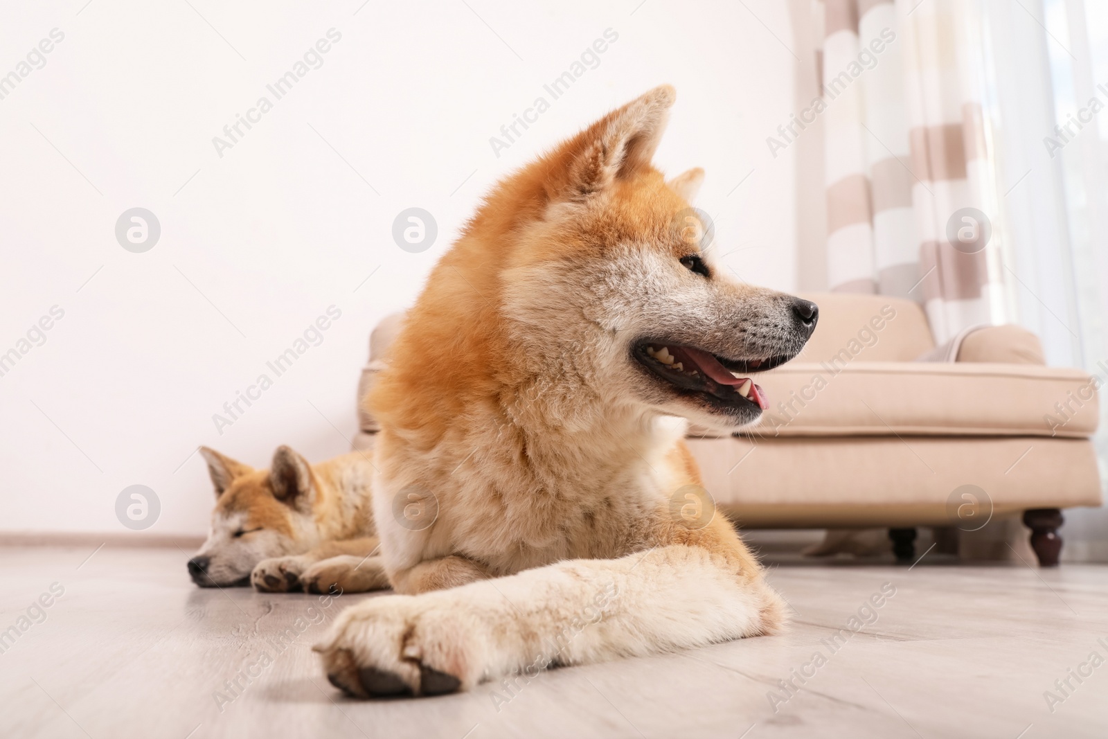 Photo of Adorable Akita Inu dog and puppy on floor in living room