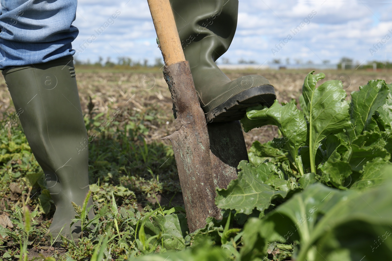 Photo of Man digging soil with shovel in beet field, closeup