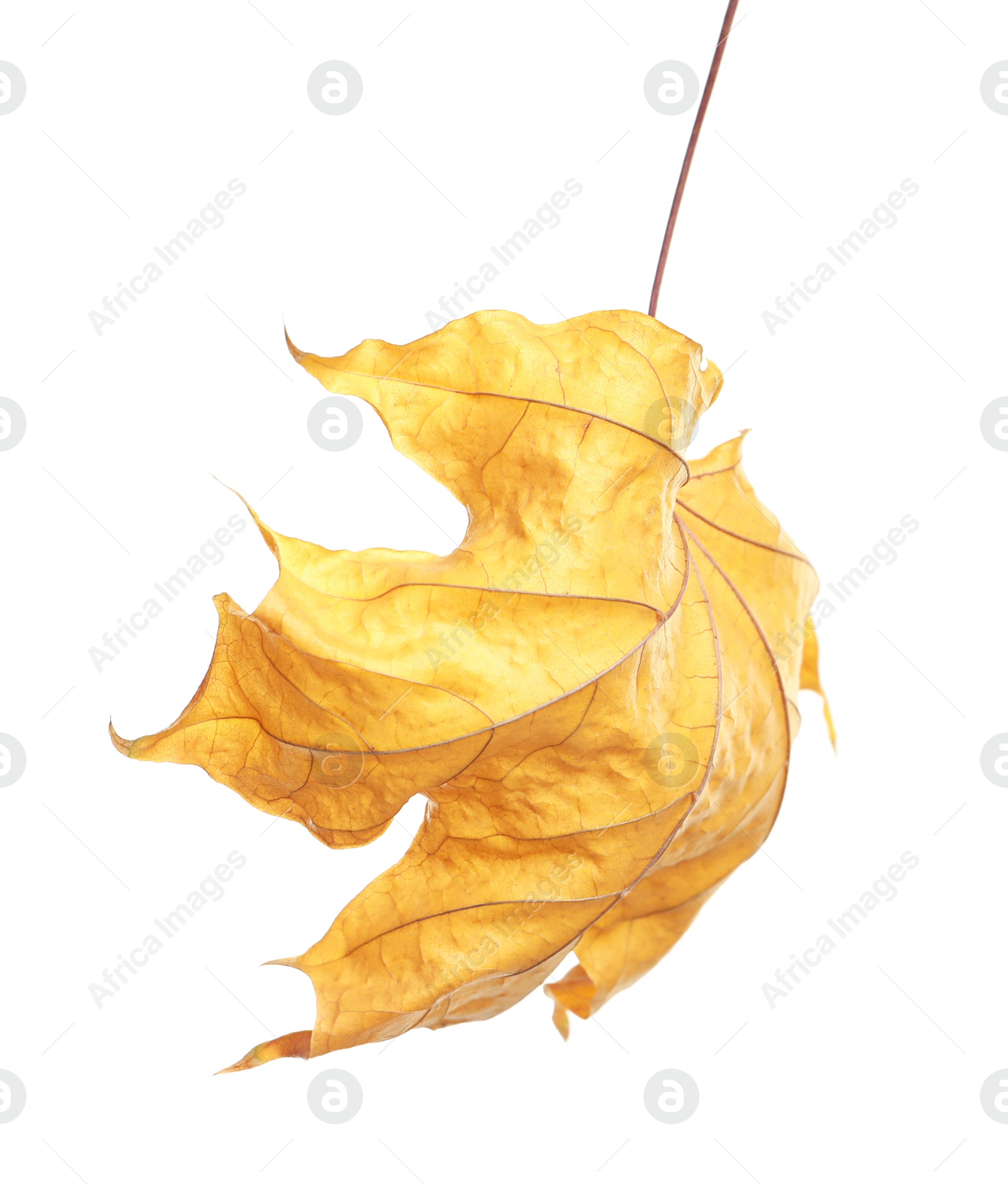 Photo of Beautiful autumn leaf on white background. Fall foliage