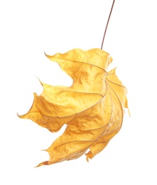 Photo of Beautiful autumn leaf on white background. Fall foliage