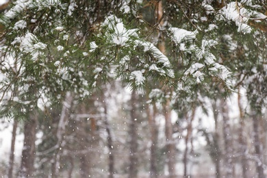 Photo of Coniferous branches covered with fresh snow, closeup