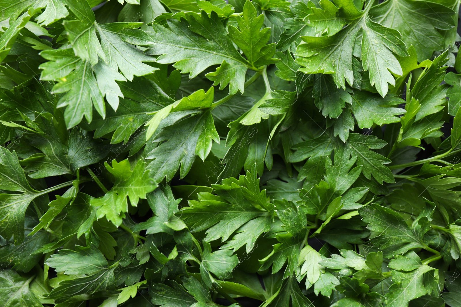 Photo of Fresh green organic parsley as background, closeup