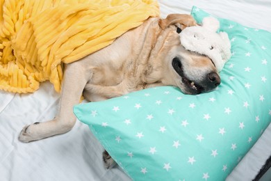 Photo of Cute Labrador Retriever with sleep mask resting on bed