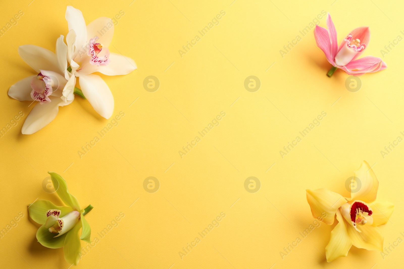 Photo of Beautiful tropical orchid flowers on color background, flat lay. Space for text