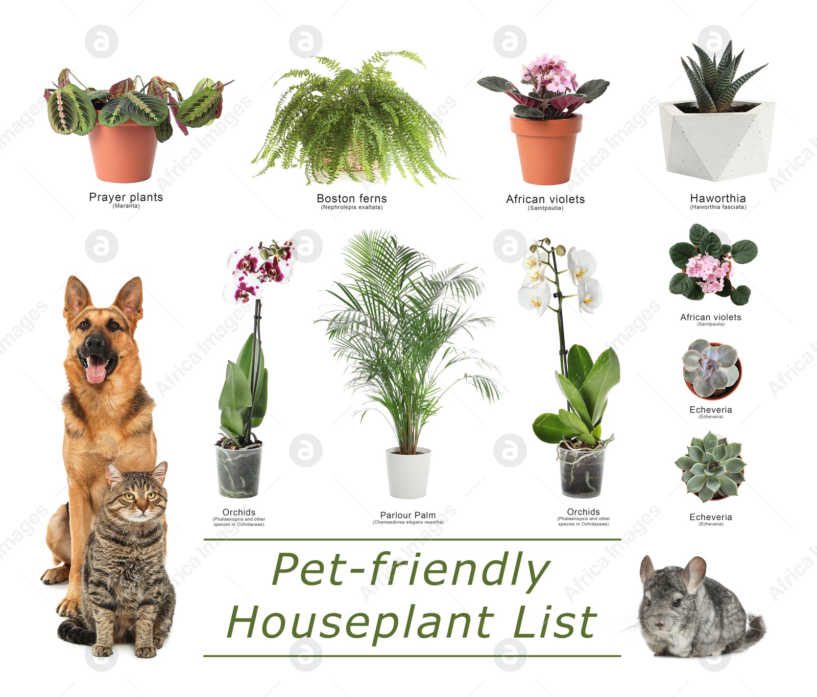 Image of List of pet-friendly houseplants on white background