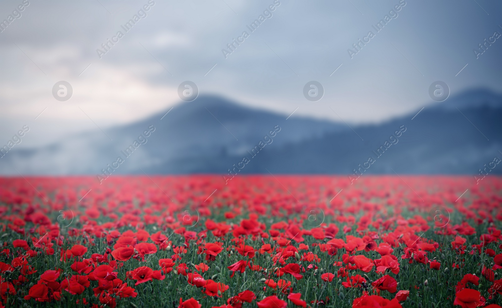 Image of Many blooming poppy flowers on mountain meadow