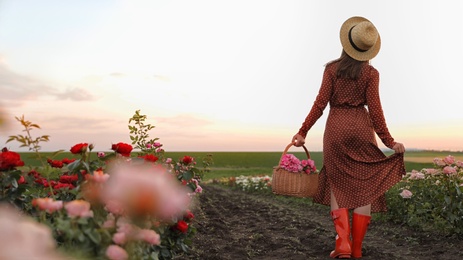 Woman with basket of roses in beautiful blooming field