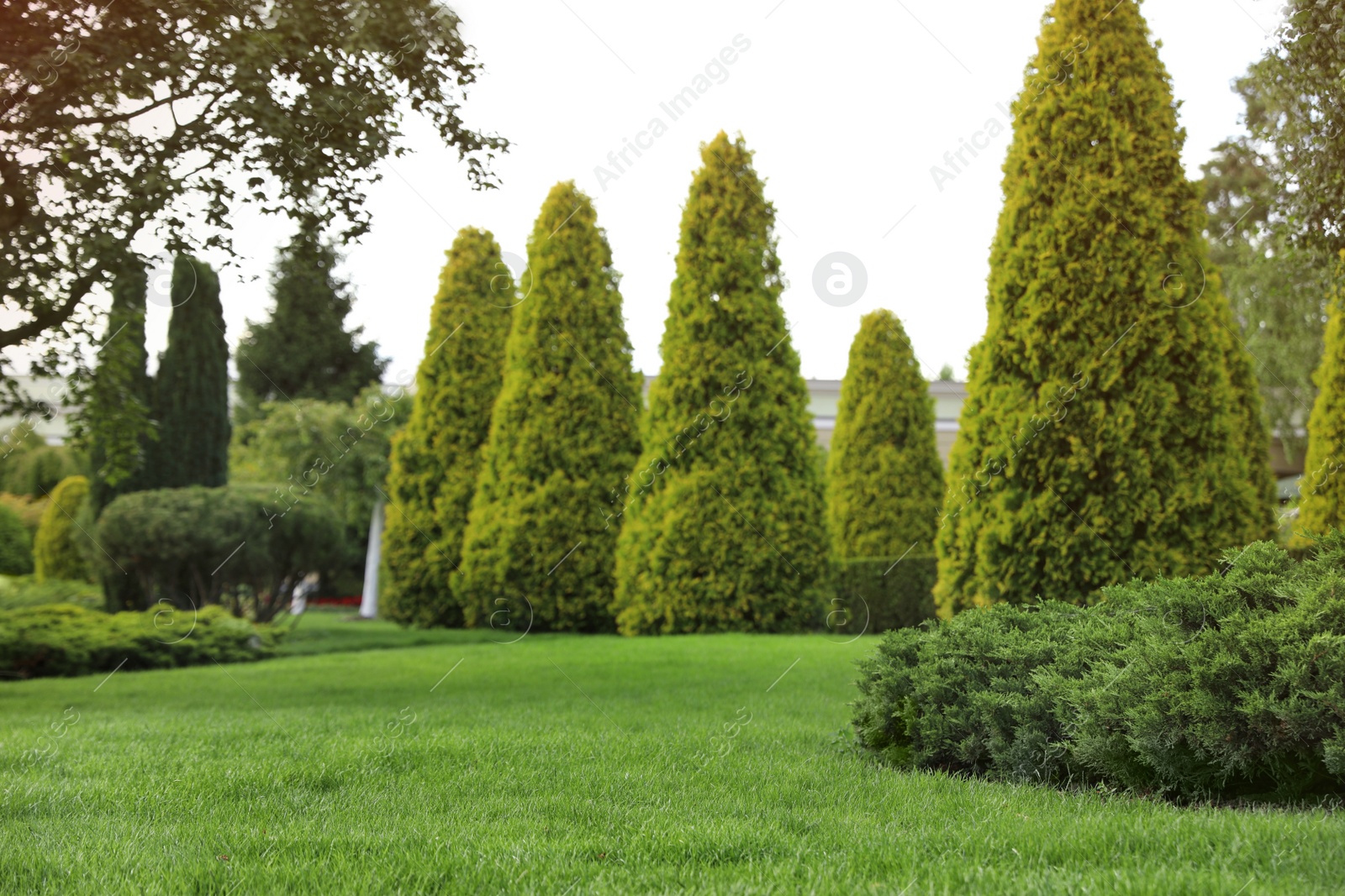 Photo of Picturesque landscape with beautiful green lawn on sunny day. Gardening idea