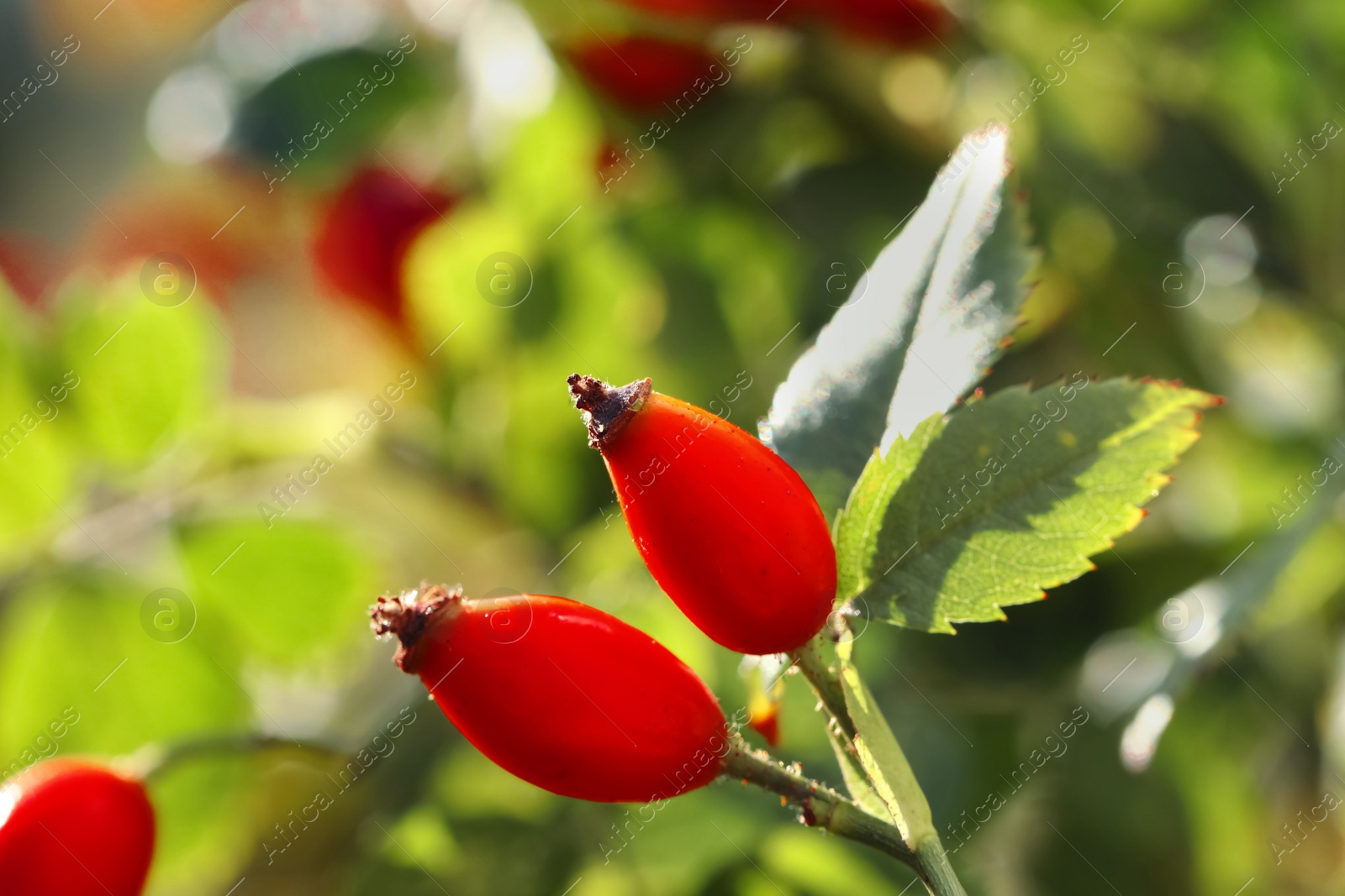Photo of Rose hip bush with ripe red berries in garden, closeup