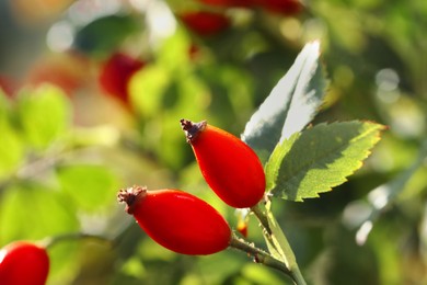 Rose hip bush with ripe red berries in garden, closeup