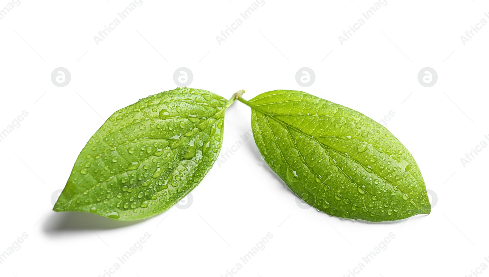 Photo of Green leaves with dew on white background