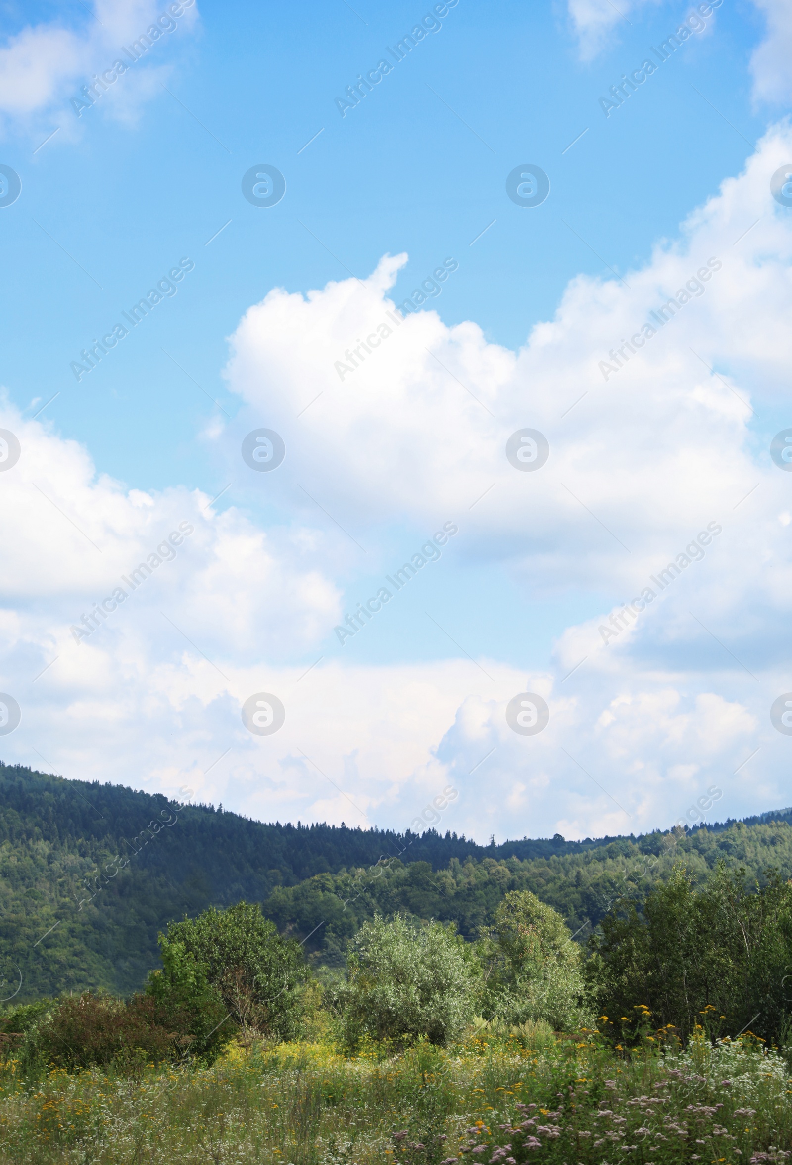 Photo of Picturesque landscape with mountain forest