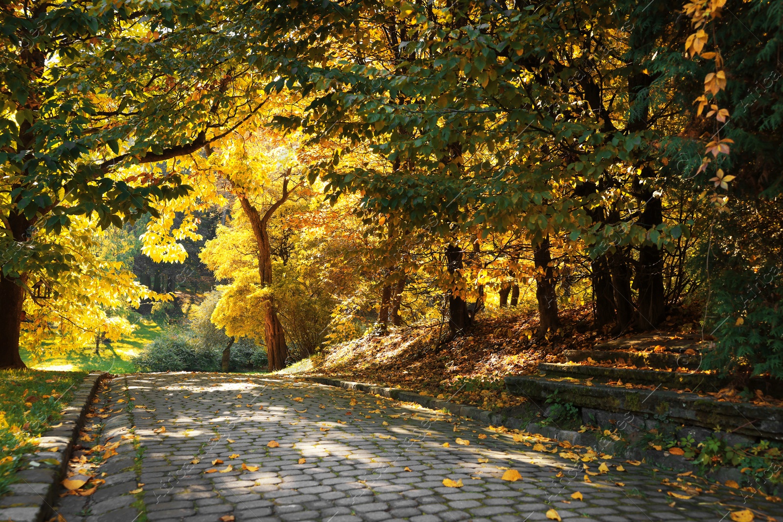 Photo of Pathway, fallen leaves and trees in beautiful park on autumn day