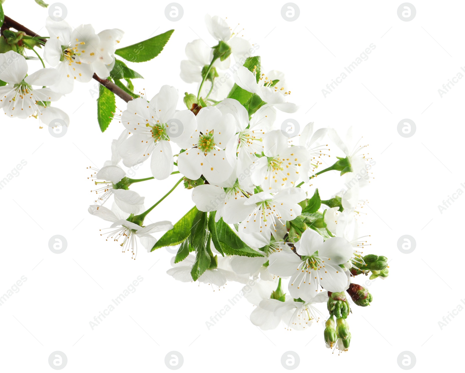 Photo of Beautiful blossoming branch on white background