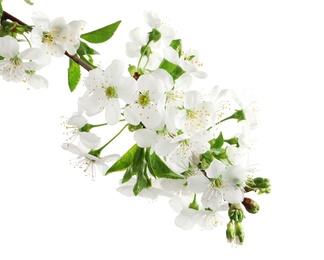 Photo of Beautiful blossoming branch on white background