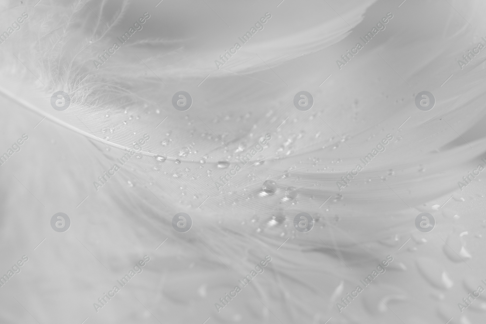 Photo of Beautiful fluffy bird feathers with water drops on white background, closeup